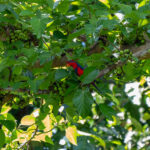 Red-and-blue Lory (image by Diedert Koppenol)
