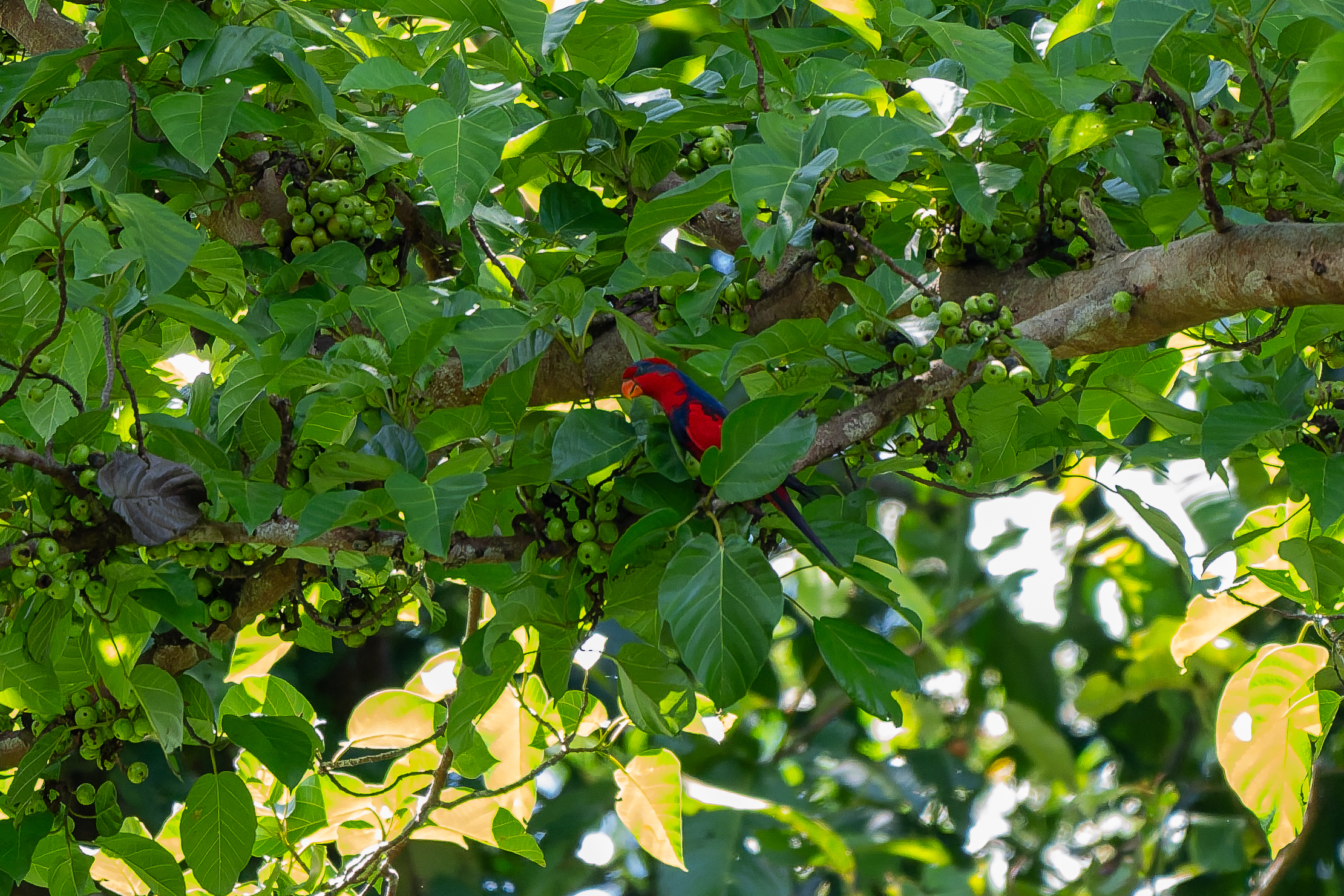 Red-and-blue Lory (image by Diedert Koppenol)