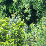 Red-necked Amazon (image by Diedert Koppenol)
