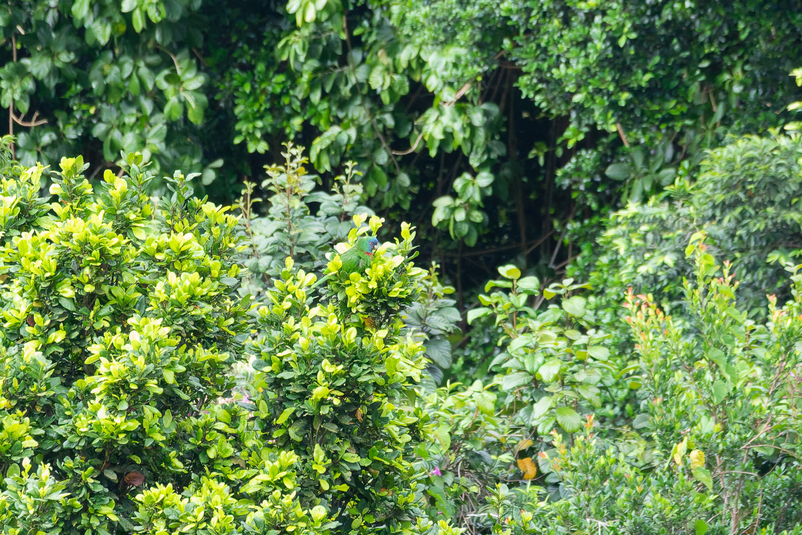Red-necked Amazon (image by Diedert Koppenol)