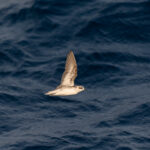 Red-necked Phalarope (image by Diedert Koppenol)