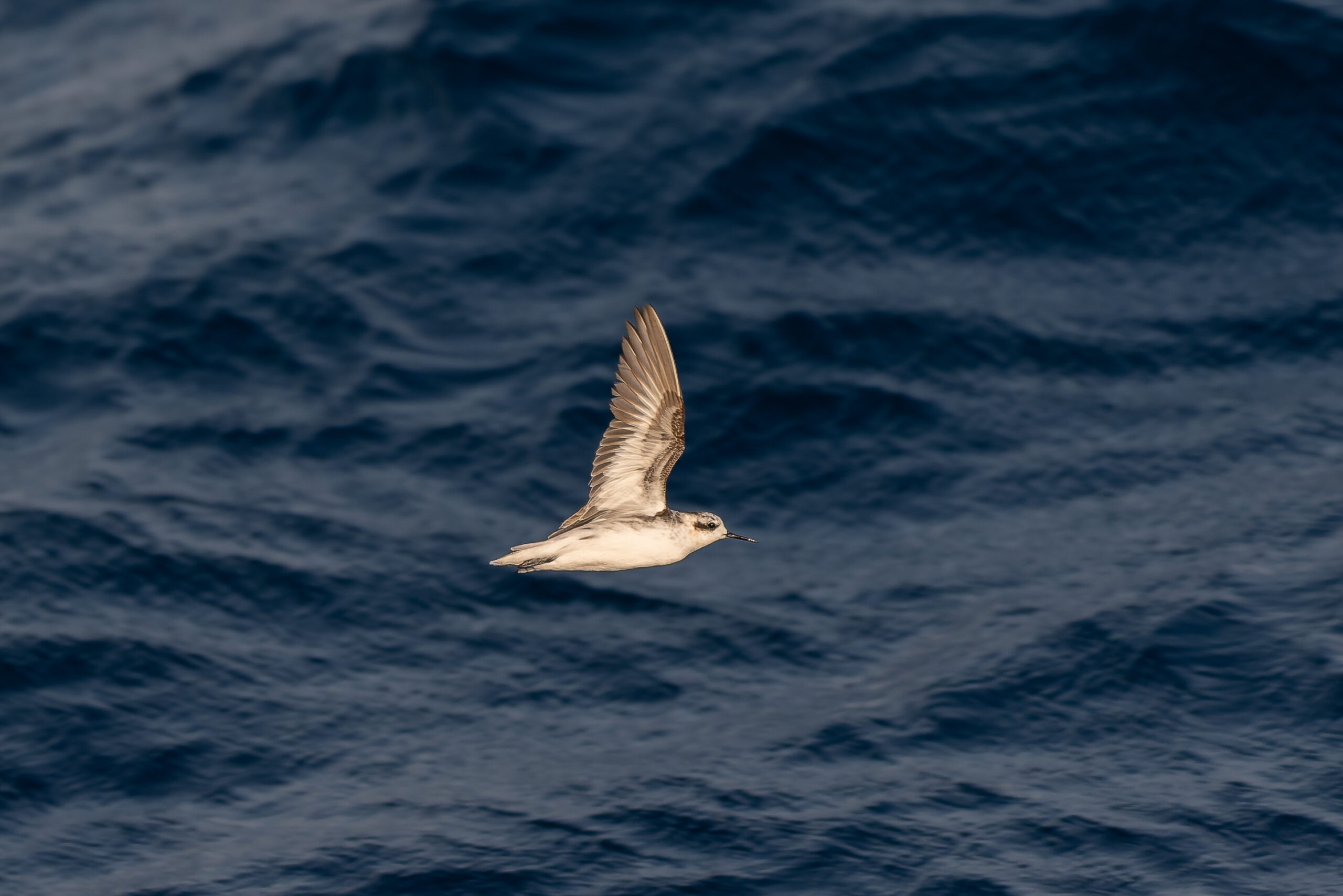 Red-necked Phalarope (image by Diedert Koppenol)