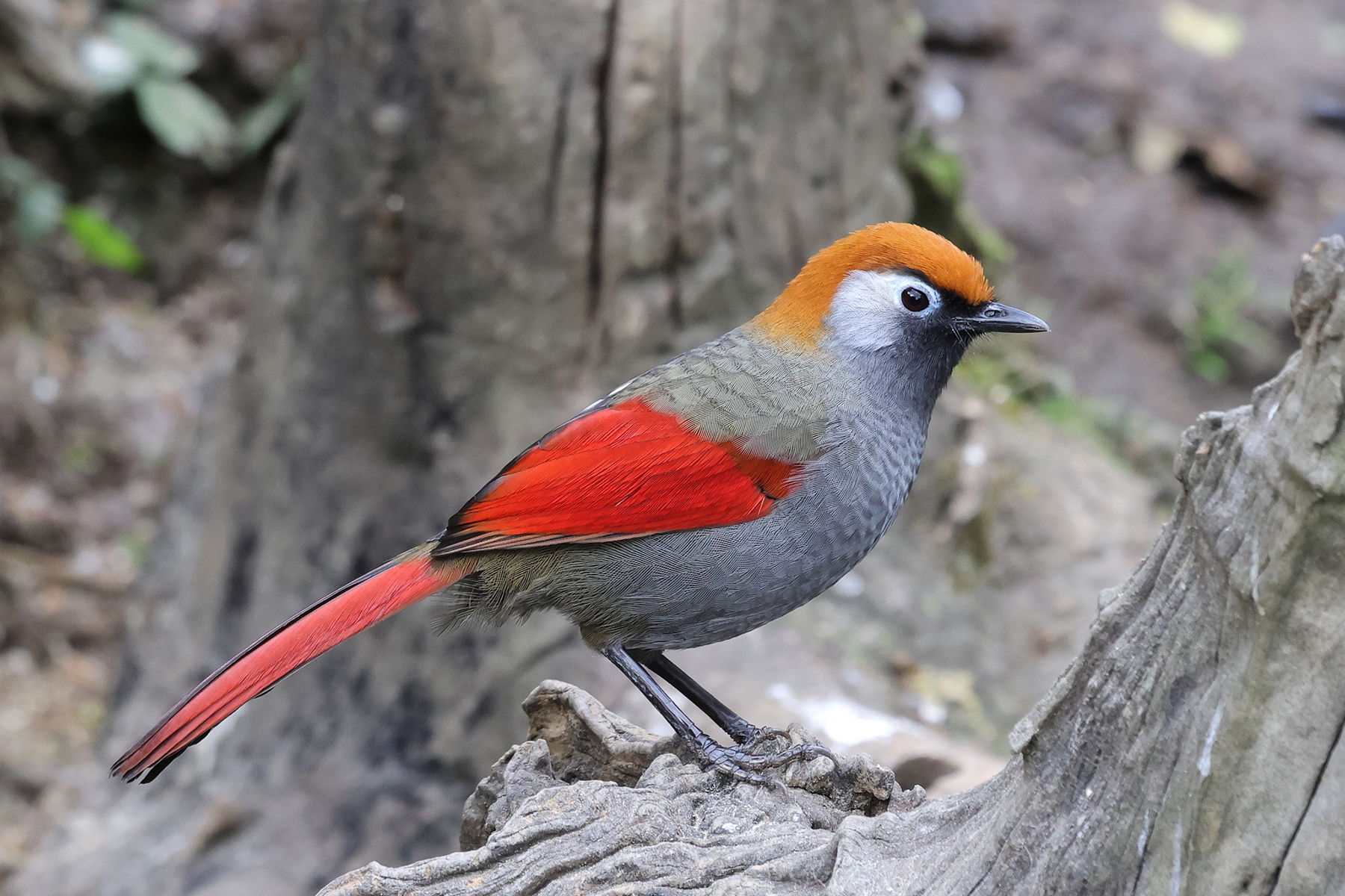 Red-tailed Laughingthrush (image by Hannu Jännes)