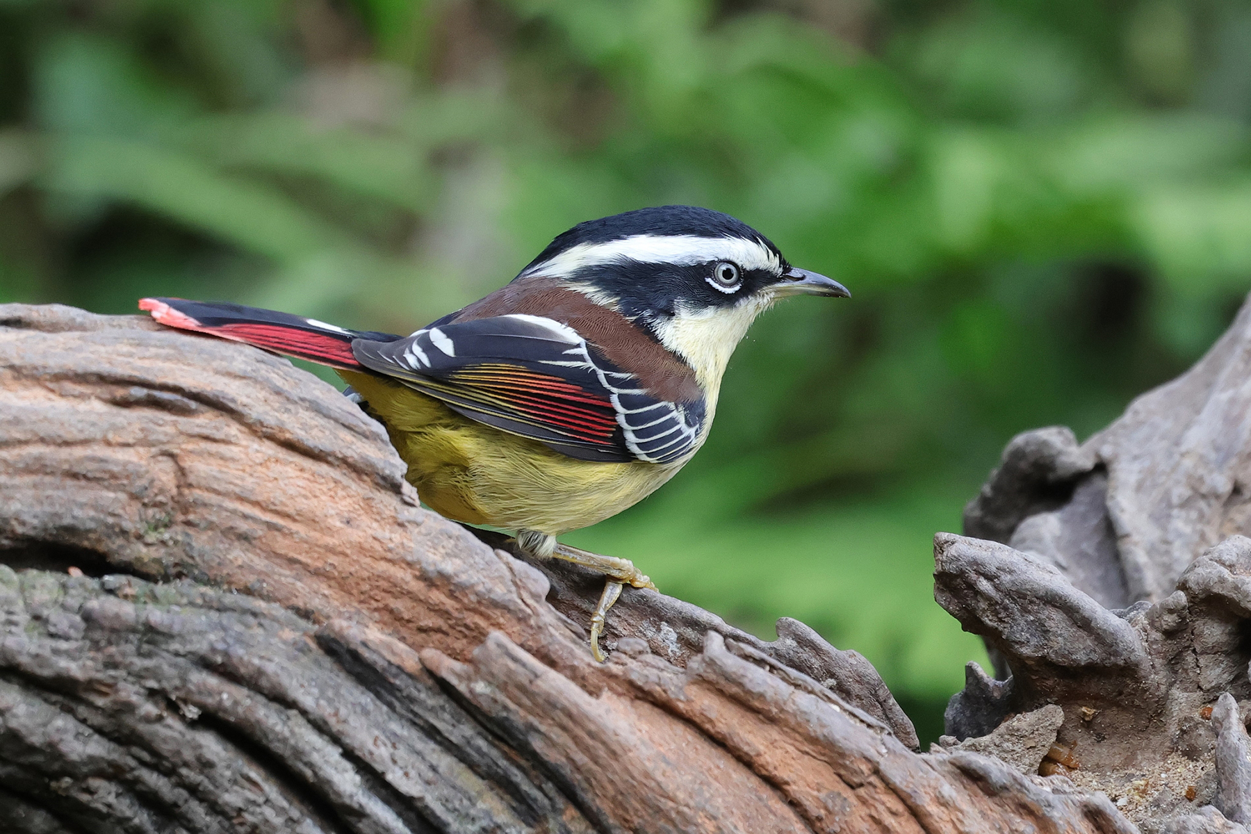 Red-tailed Minla (image by Hannu Jännes)