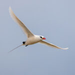 Red-tailed Tropicbird (image by Nik Borrow)