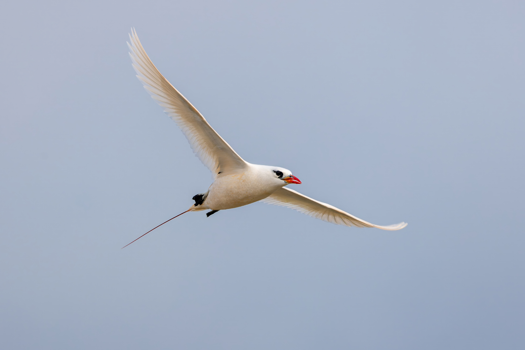 Red-tailed Tropicbird (image by Nik Borrow)