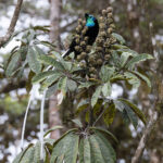 Ribbon-tailed Astrapia (image by Dáni Balla)