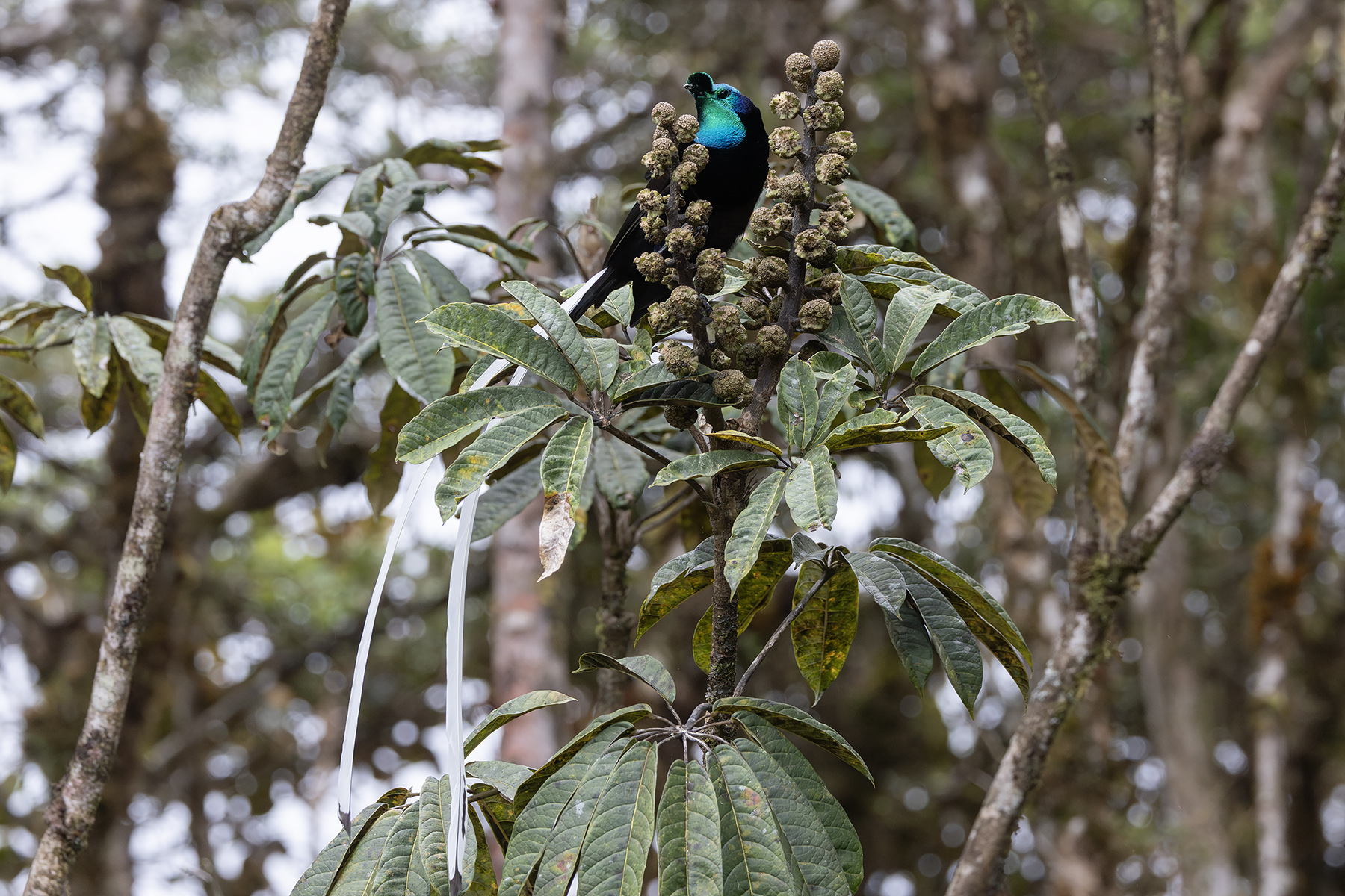 Ribbon-tailed Astrapia (image by Dáni Balla)