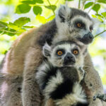 Ring-tailed Lemurs (image by Nik Borrow)