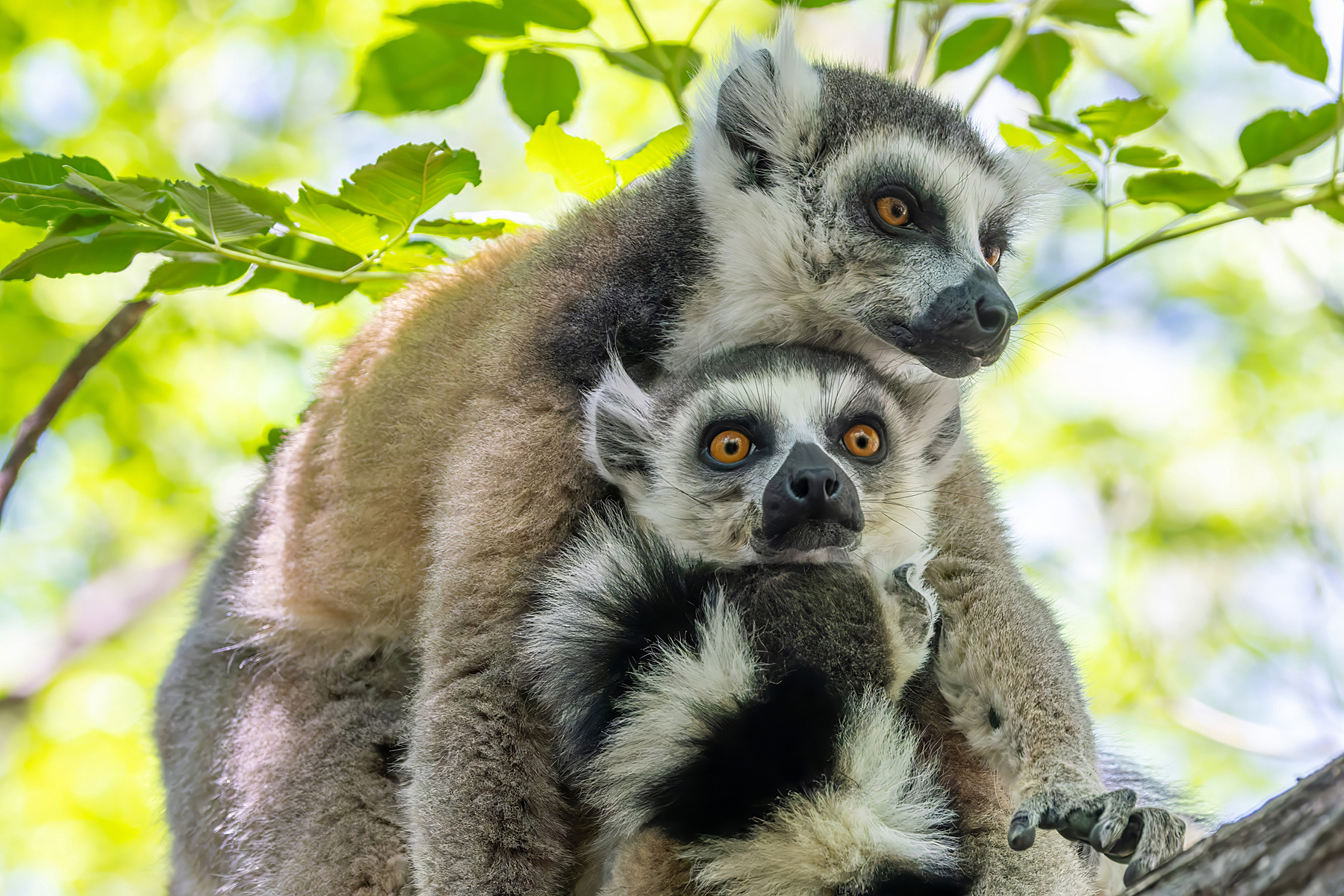 Ring-tailed Lemurs (image by Nik Borrow)