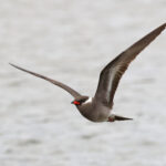 Rock Pratincole (image by Janos Olah)