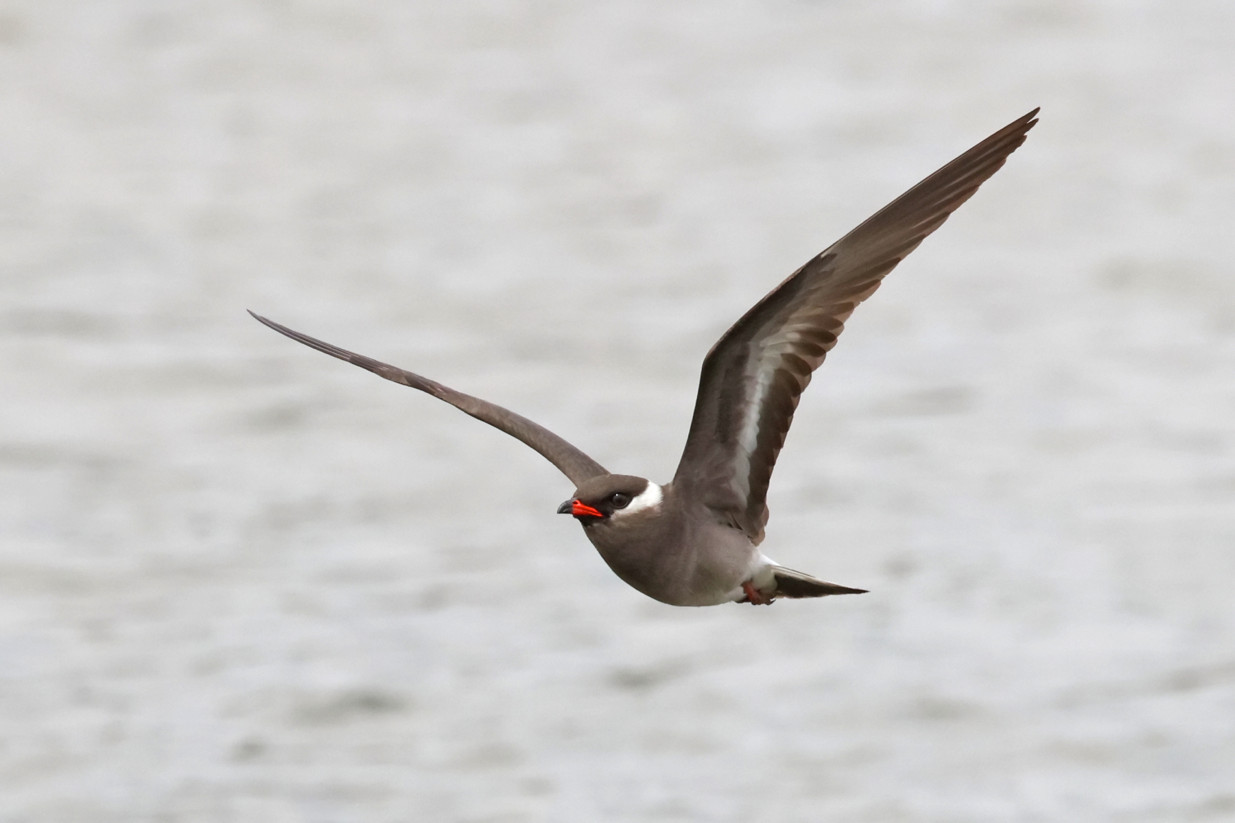 Rock Pratincole (image by Janos Olah)
