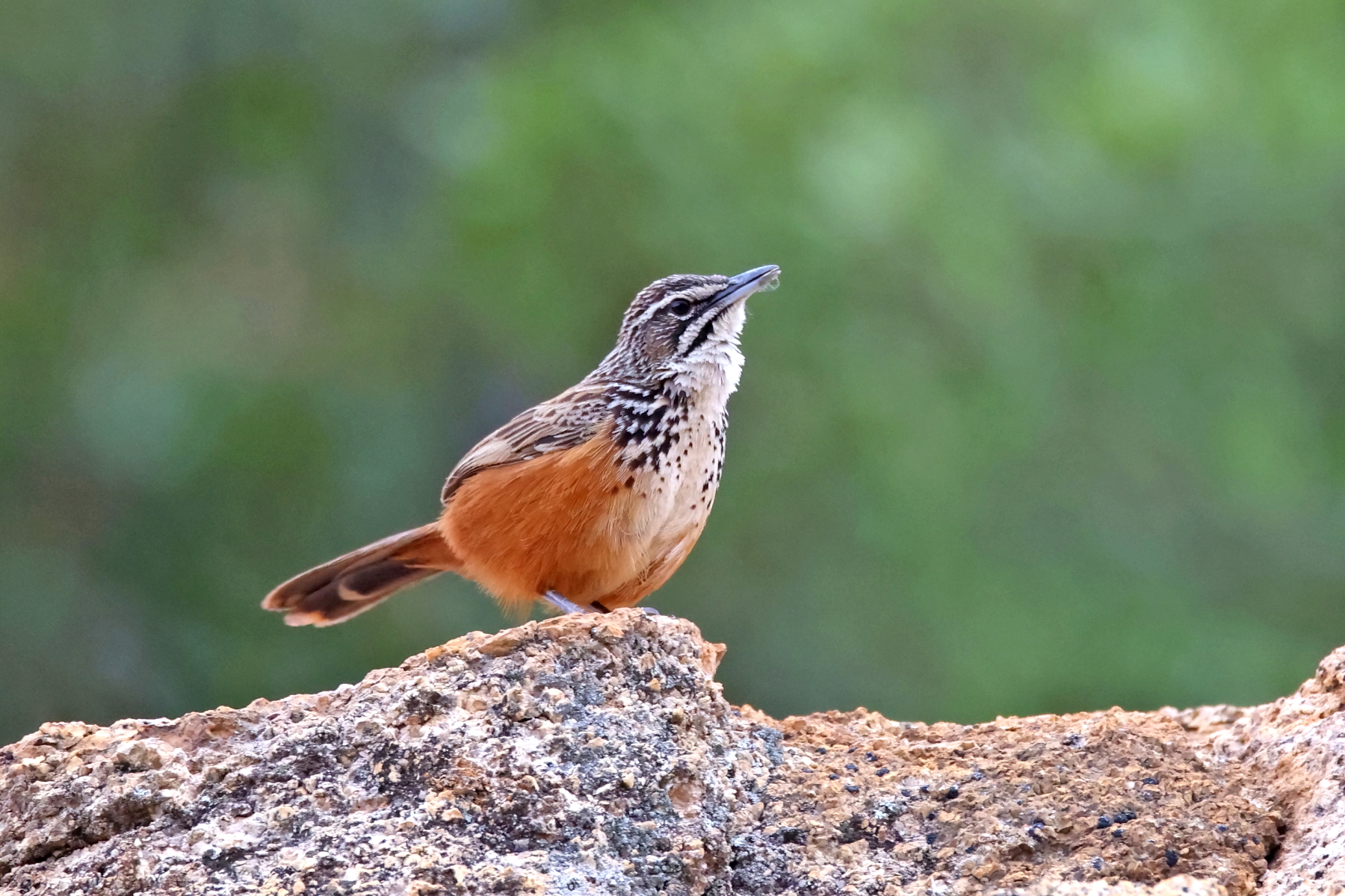 Rockrunner (image by Janos Olah)