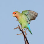 Rosy-faced Lovebird (image by Janos Olah)