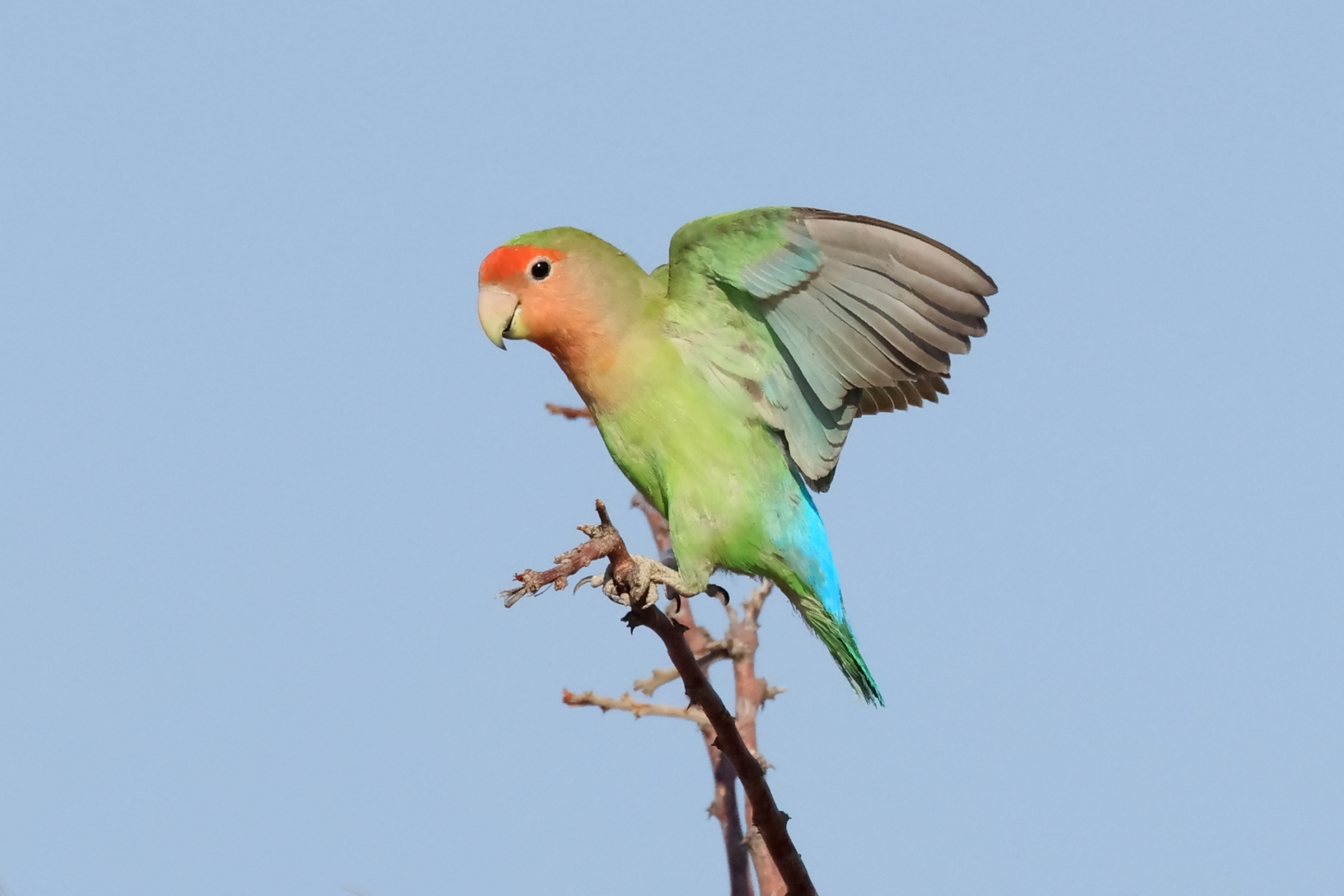 Rosy-faced Lovebird (image by Janos Olah)