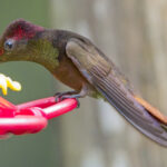 Ruby-topaz Hummingbird (image by Tony Mills)