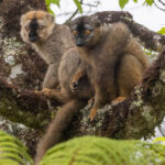 Rufous Brown Lemurs (image by Nik Borrow)