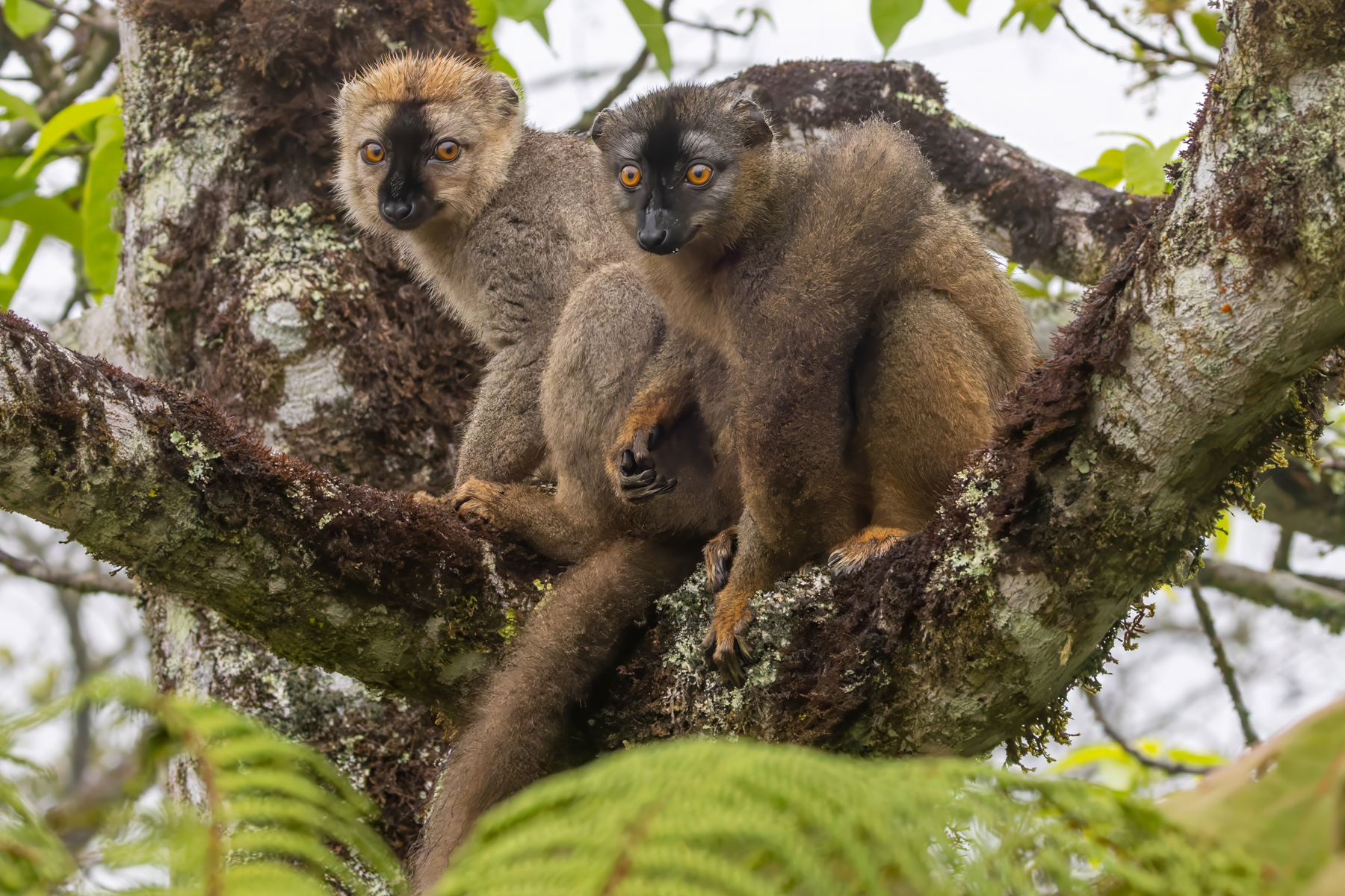 Rufous Brown Lemurs (image by Nik Borrow)