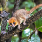 Rufous Mouse Lemur (image by Nik Borrow)
