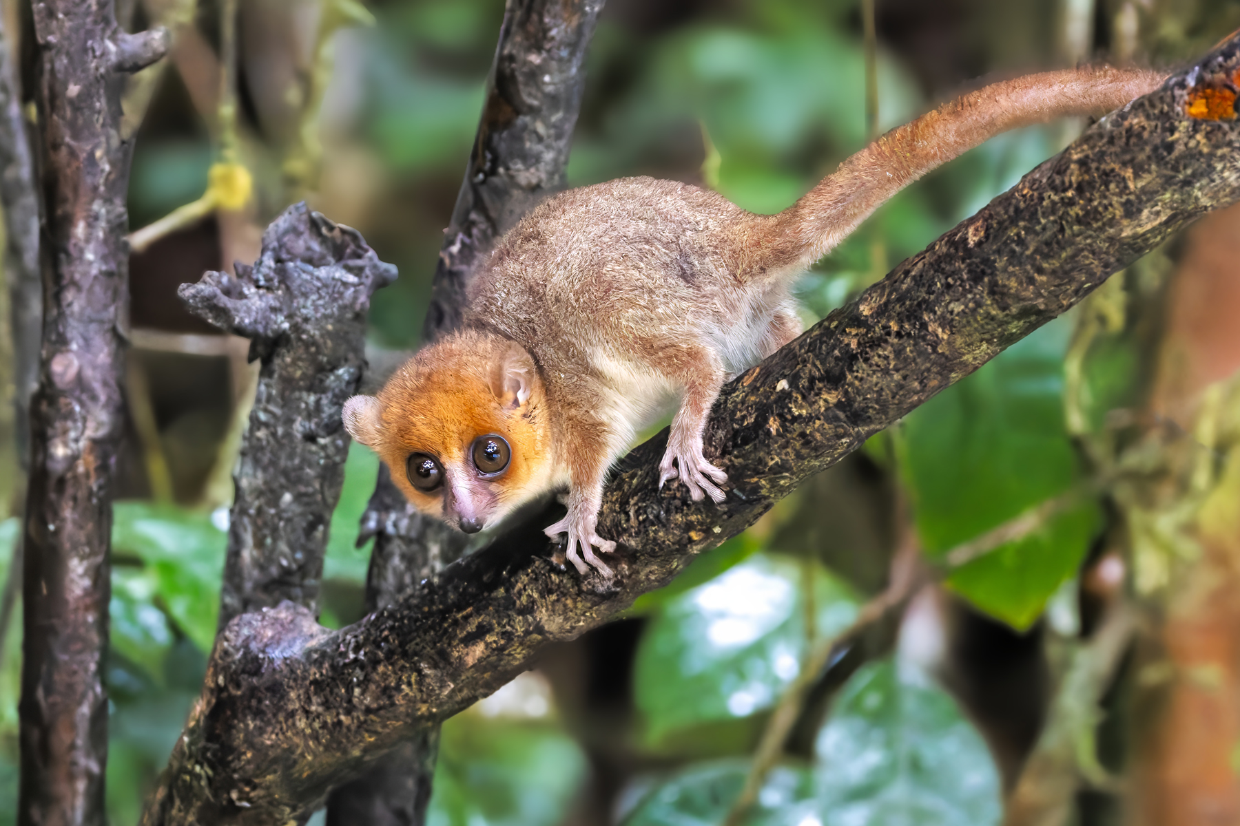 Rufous Mouse Lemur (image by Nik Borrow)