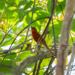 Rufous Paradise Flycatcher (image by Diedert Koppenol)