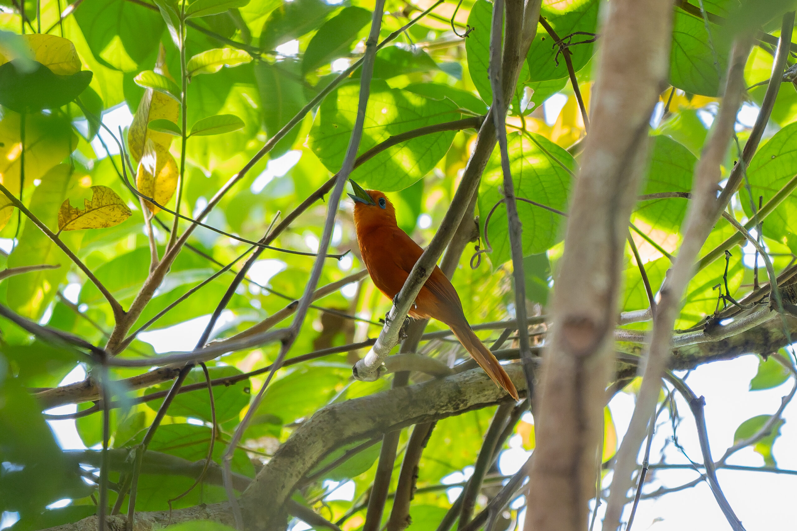 Rufous Paradise Flycatcher (image by Diedert Koppenol)
