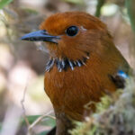 Rufous-headed Ground Roller (image by Nik Borrow)