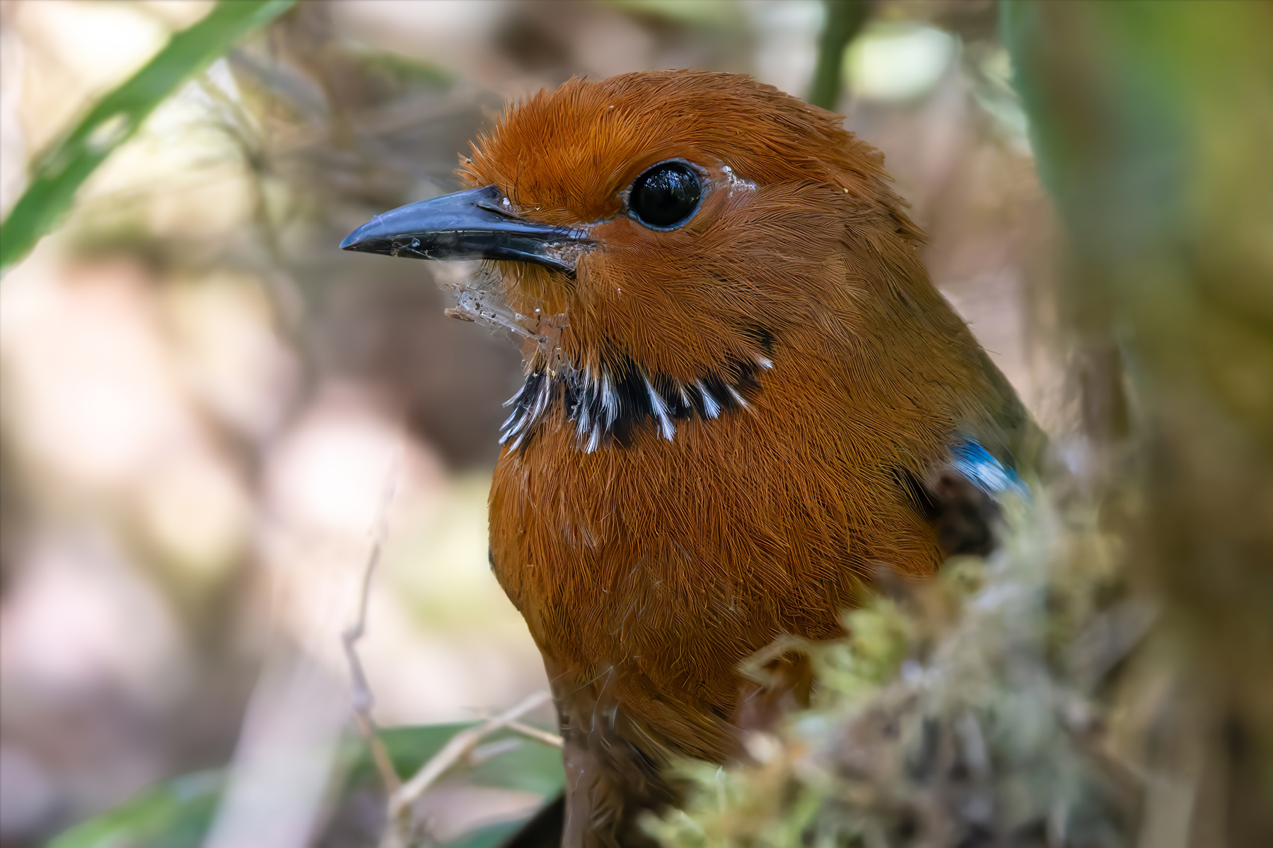 Rufous-headed Ground Roller (image by Nik Borrow)