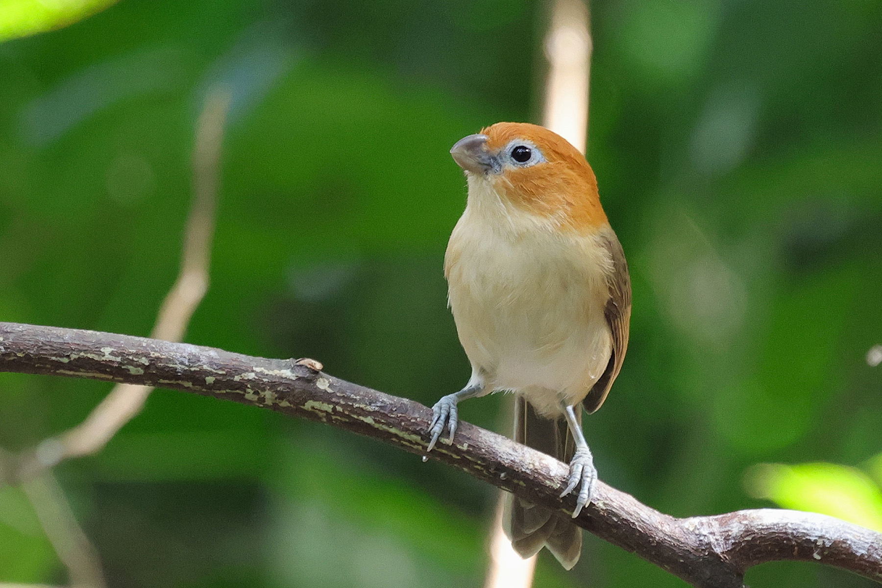 Rufous-headed Parrotbill (image by Hannu Jännes)