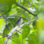 Rufous-throated Flycatcher (image by Diedert Koppenol)