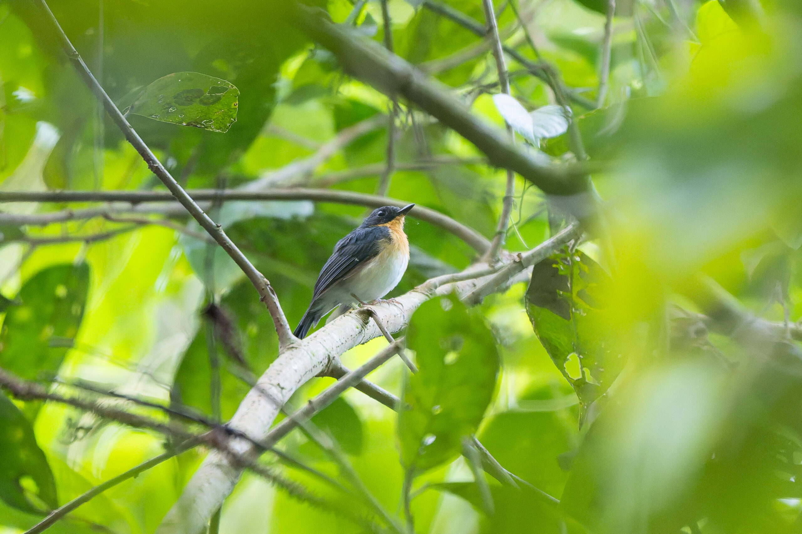 Rufous-throated Flycatcher (image by Diedert Koppenol)