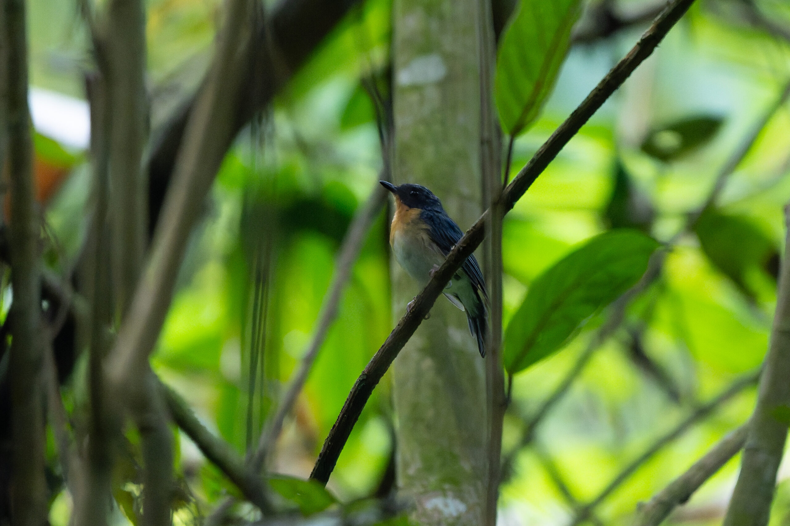 Rufous-throated Flycatcher (image by Diedert Koppenol)