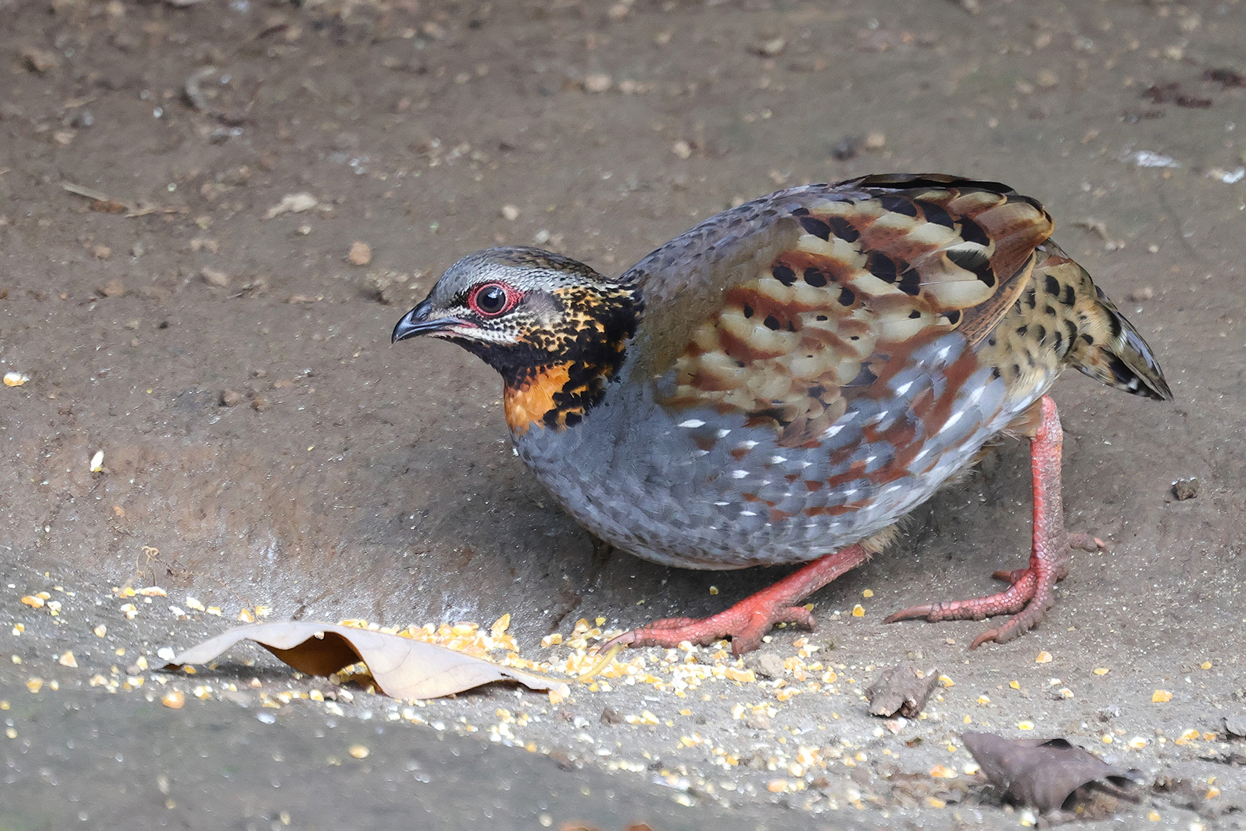 Rufous-throated Partridge (image by Hannu Jännes)