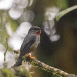 Rufous-throated Solitaire (image by Diedert Koppenol)