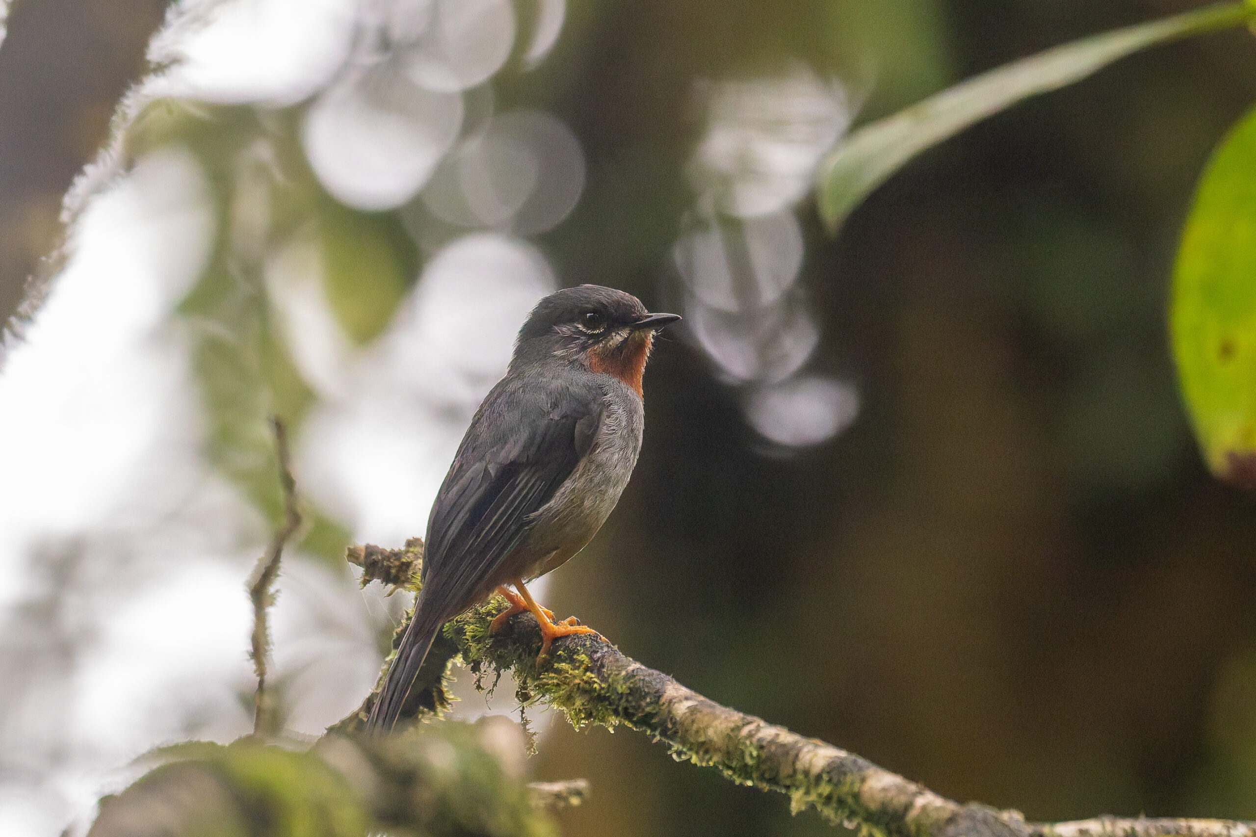 Rufous-throated Solitaire (image by Diedert Koppenol)