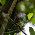 Rufous-throated Solitaire (image by Diedert Koppenol)