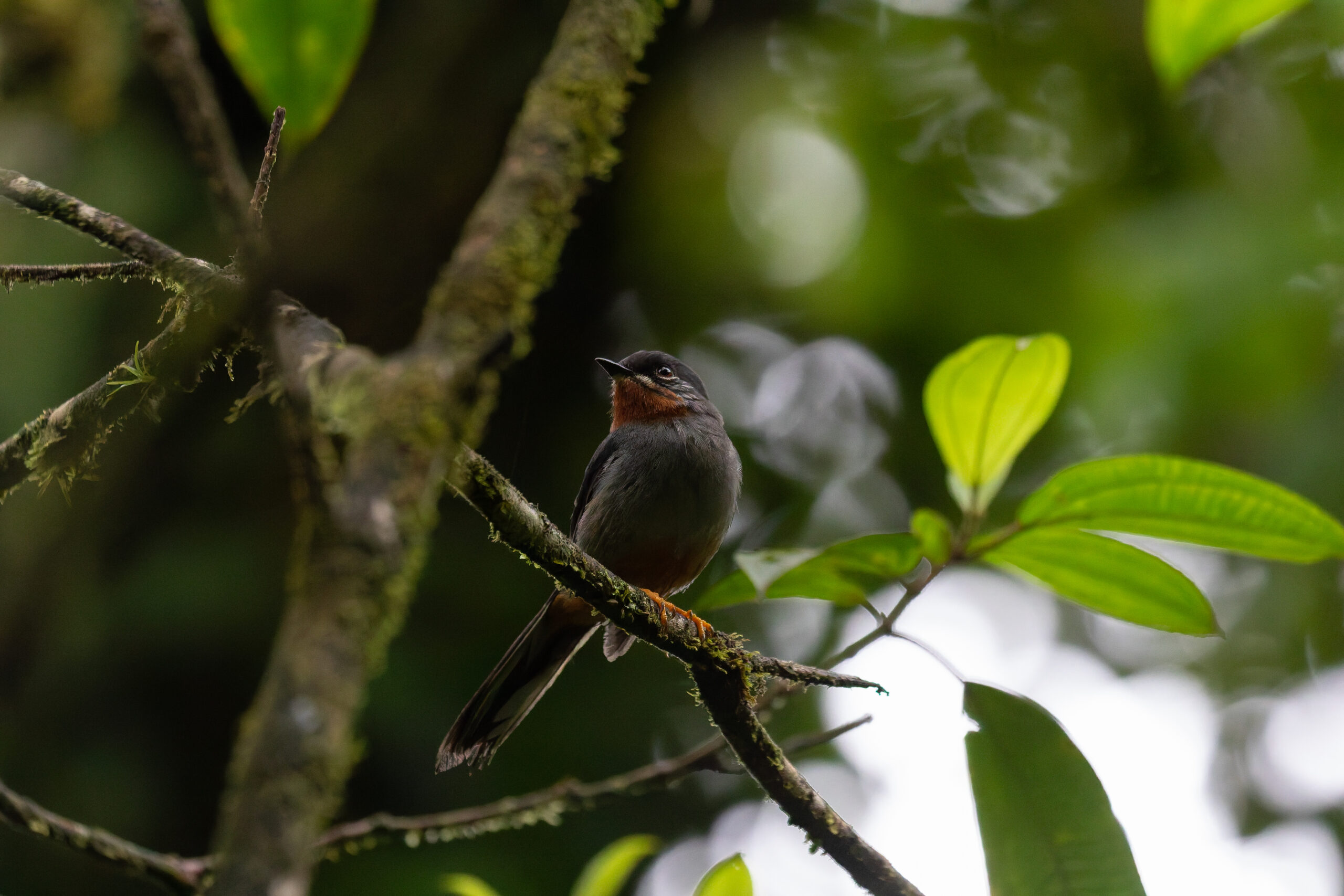 Rufous-throated Solitaire (image by Diedert Koppenol)