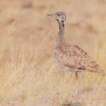 Rüppel's Korhaan (image by Janos Olah)