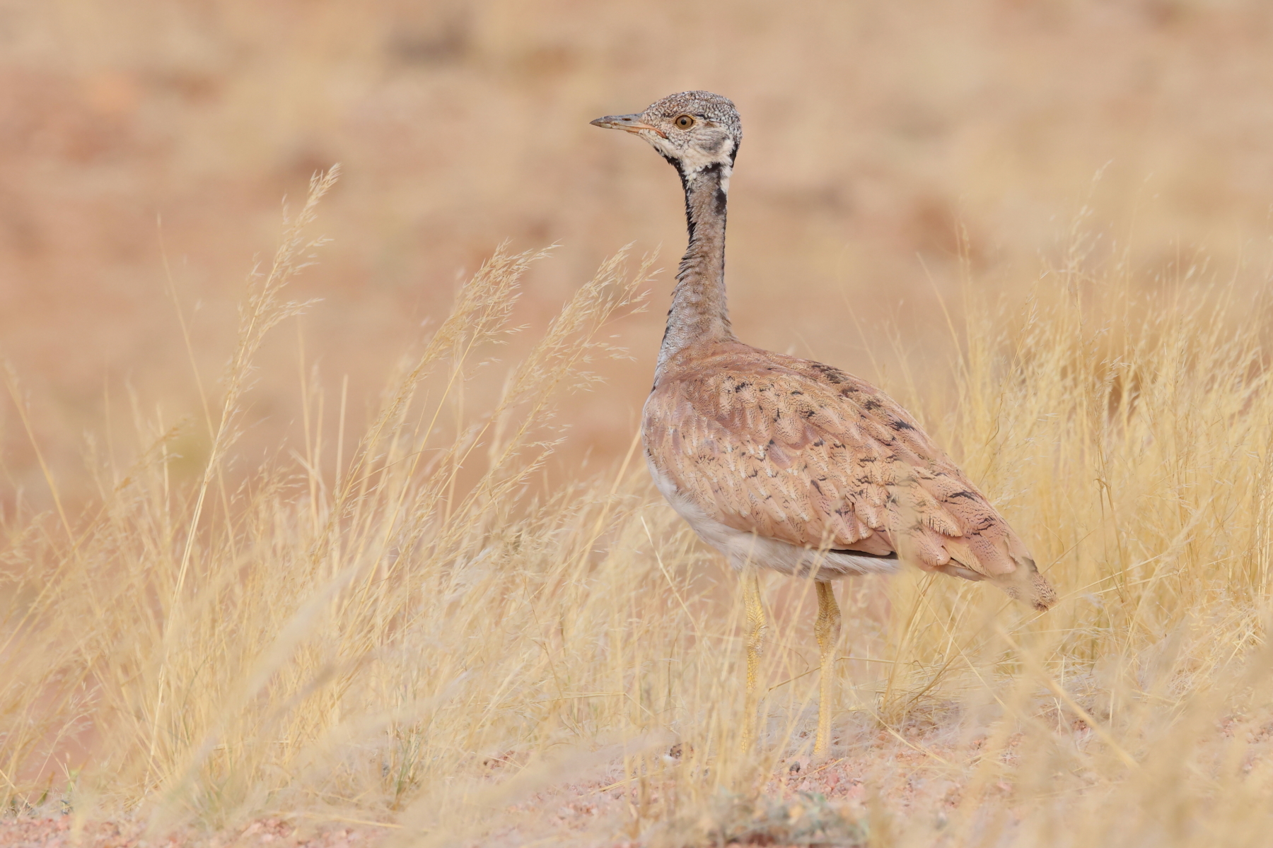 Rüppel's Korhaan (image by Janos Olah)