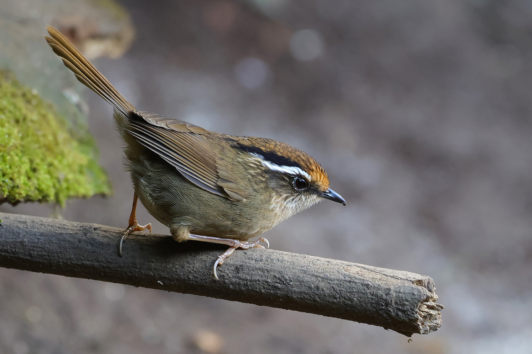 Rusty-capped Fulvetta (image by Hannu Jännes)