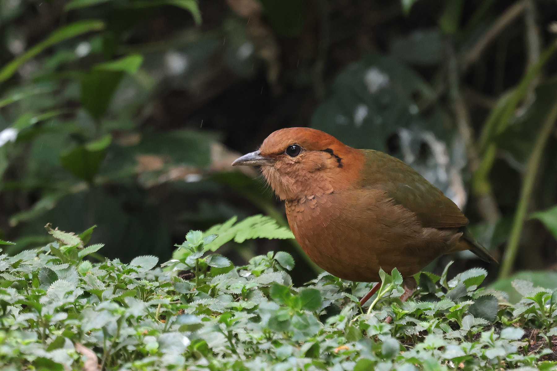 Rusty-naped Pitta (image by Hannu Jännes)
