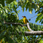 Sangihe Black-naped Oriole (image by Diedert Koppenol)