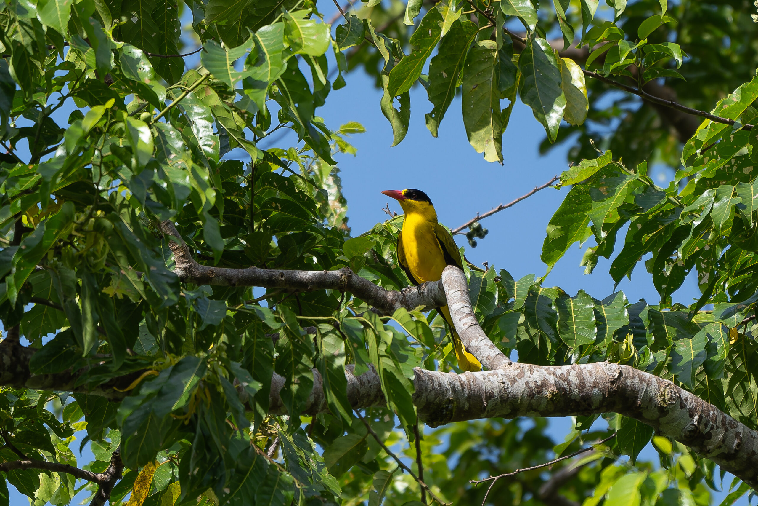 Sangihe Black-naped Oriole (image by Diedert Koppenol)