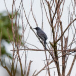 Sangihe Cicadabird (image by Diedert Koppenol)