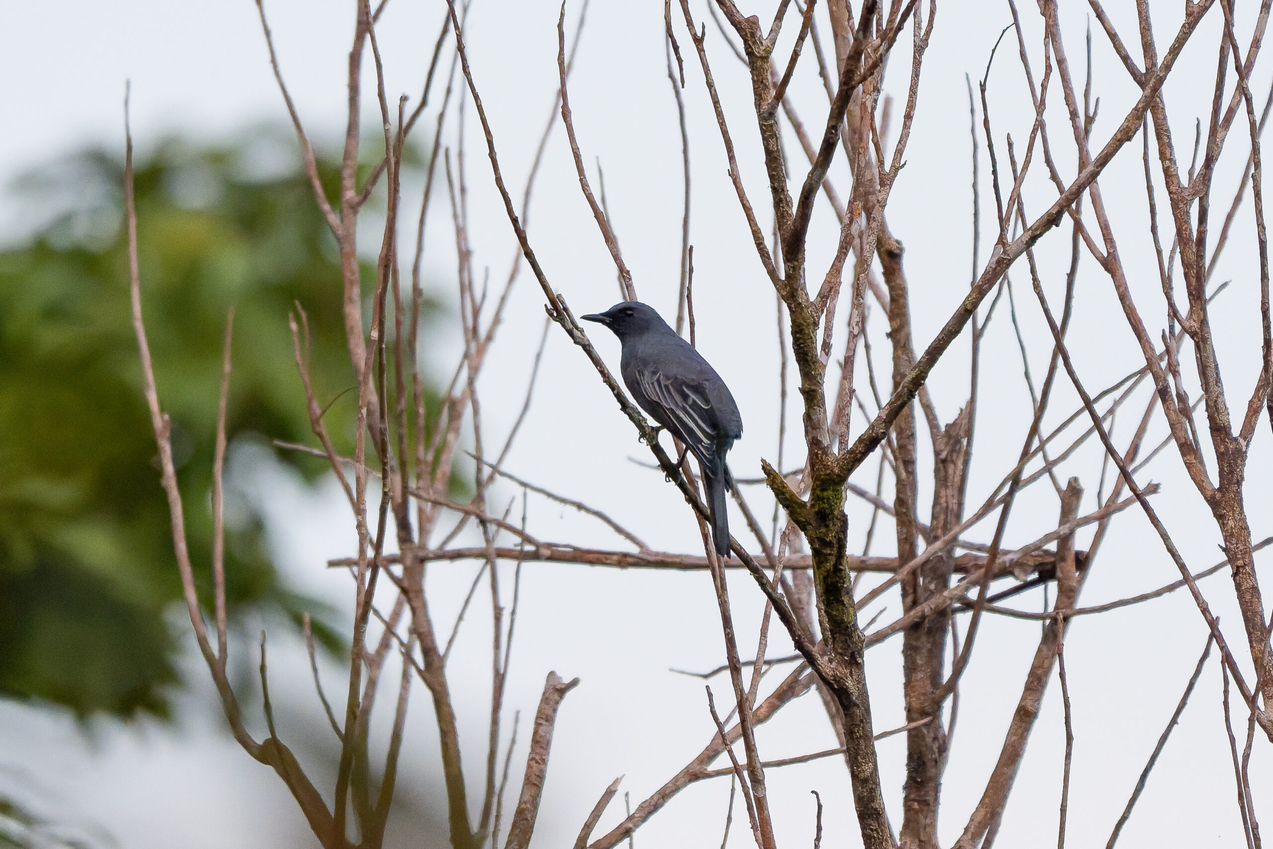 Sangihe Cicadabird (image by Diedert Koppenol)