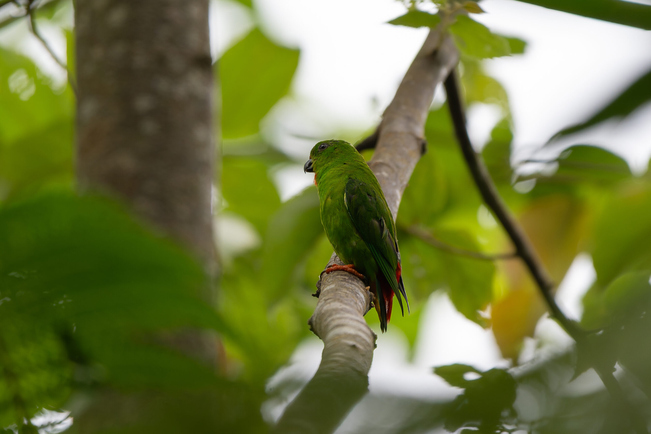 Sangihe Hanging Parrot (image by Diedert Koppenol)