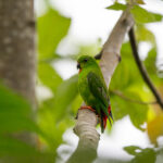 Sangihe Hanging Parrot (image by Diedert Koppenol)