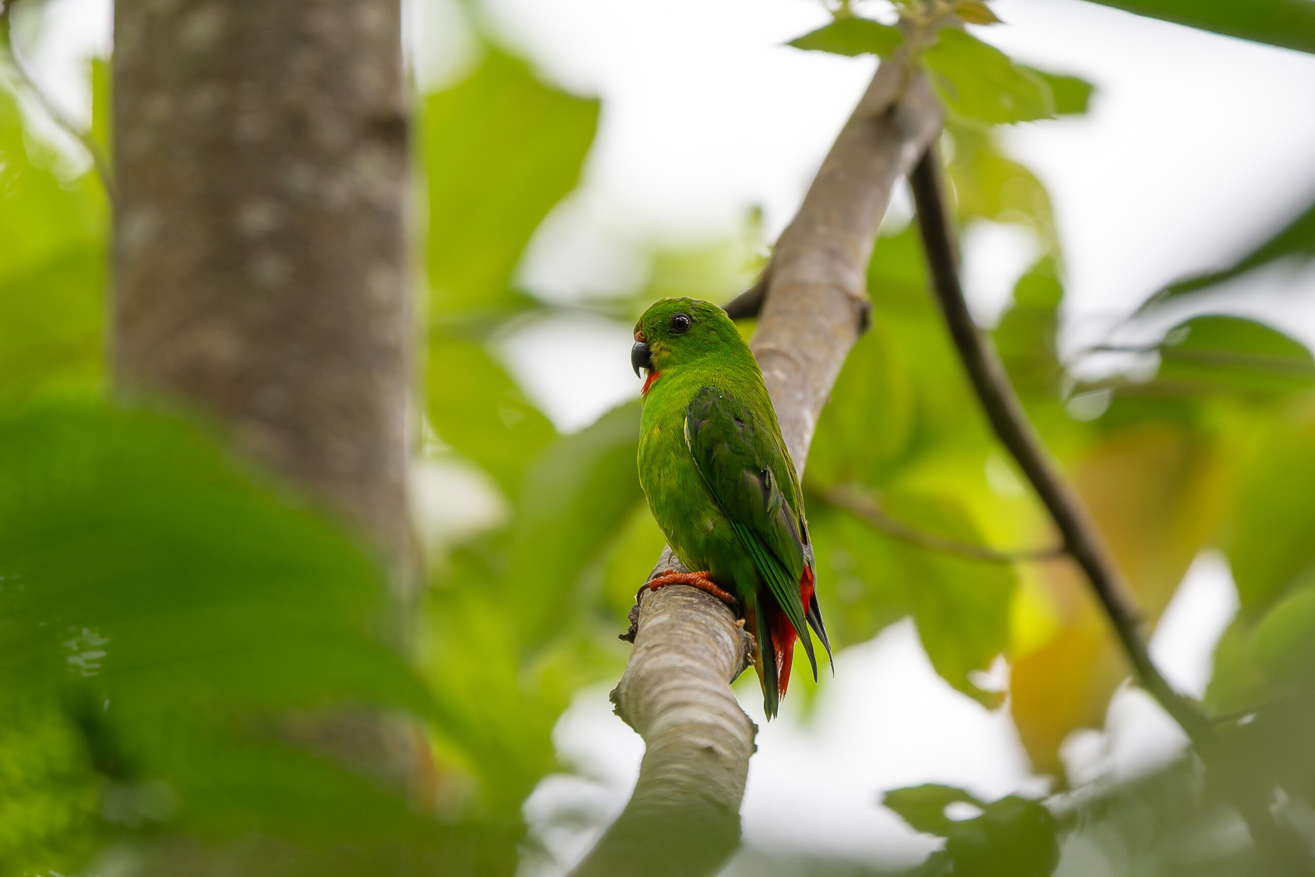 Sangihe Hanging Parrot (image by Diedert Koppenol)