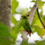 Sangihe Hanging Parrot (image by Diedert Koppenol)