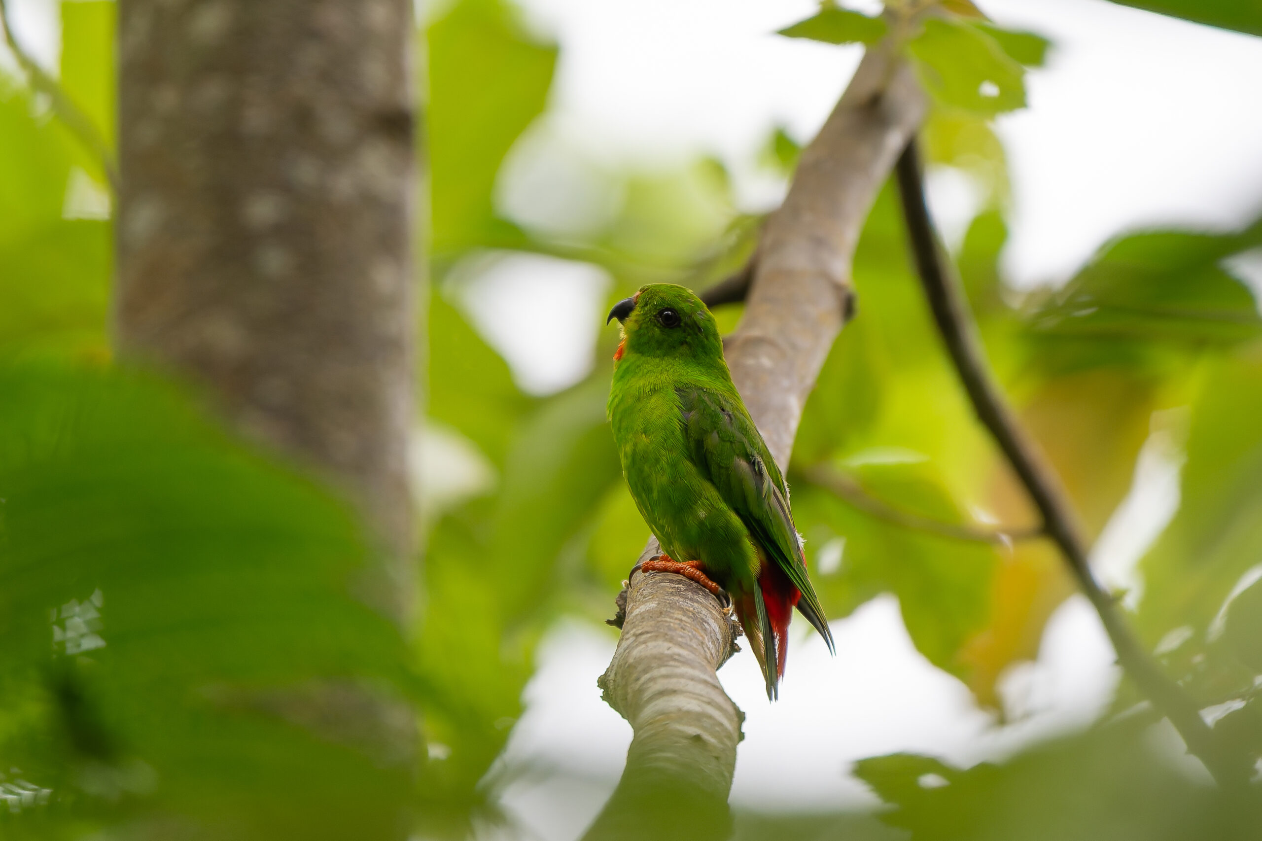 Sangihe Hanging Parrot (image by Diedert Koppenol)